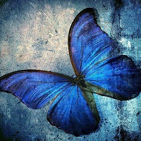 butterflyea-logo-200x200-4572