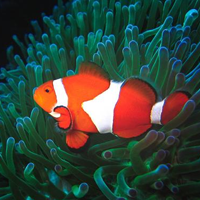 clown-trader-pro-logo-200x200-8901