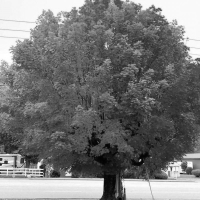 evolution-scalper-grid-lightlot-logo-200x200-7295