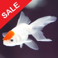 fish-n-grid-logo-200x200-8852