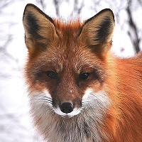 higgne-logo-200x200-4564