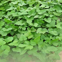 homeopathic-breakthroughs-logo-200x200-5948