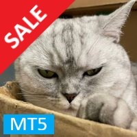 hunting-cat-scalper-mt5-logo-200x200-1029