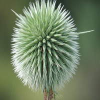 paradigm-swing-logo-200x200-4427