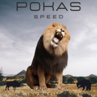 pokas-speed-a-mini-indice-ibovespa-b3-logo-200x200-8433