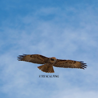 stri-scalping-logo-200x200-9578