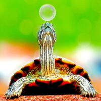 turtle-scalper-pro-logo-200x200-9153