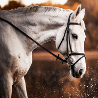 willing-horse-logo-200x200-6077